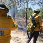 Esto es lo que debes hacer ante desplazamiento de fauna silvestre por incendios.