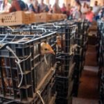 Ayuntamiento de La Piedad trabaja de la mano con productores