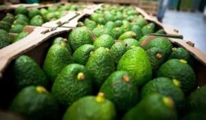 Michoacán enviará más de 120 mil toneladas de aguacate para el Super Bowl