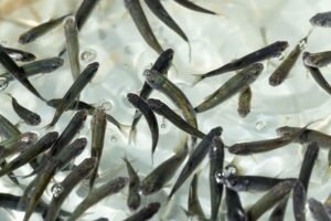 Michoacán busca sembrar vida con 200 mil peces nativos en el lago de Pátzcuaro