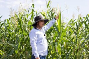 Casi 12 mil productores beneficiados con incentivos para maíz blanco en Michoacán