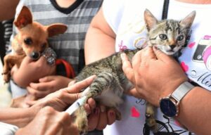 Realizan jornada de vacunación antirrábica para perros y gatos