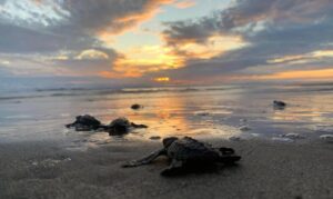 Aún estás a tiempo para ir a liberar tortugas en las playas de Michoacán
