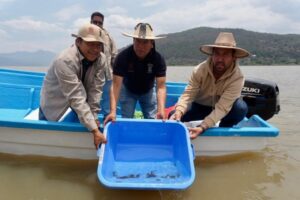 Gobierno de Michoacán siembra mil ejemplares de achoque en el lago de Pátzcuaro