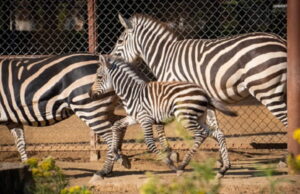 Nace cebra de Grant en el Zoológico de Morelia