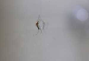 Fumigación no es suficiente contra el dengue