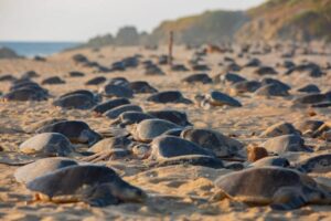 Michoacán, destino donde tres especies de tortuga marina eligen la vida