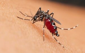 Refuerzan combate al dengue con más de 351 mil tareas de prevención