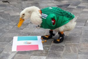 Dueña de Merlín rechaza acudir a la mañanera y pide escuchar a las Madres Buscadoras.