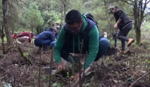 Anuncian reforestación de 17 mil hectáreas con 10.5 millones de árboles