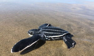 Campamentos tortugueros de Michoacán liberaron casi 5 mil tortugas laúd