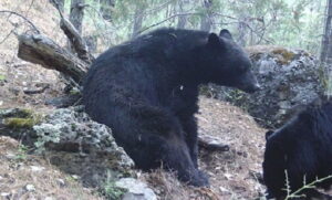 Captan a un oso negro en la Sierra Madre Occidental; su presencia refleja el buen estado del ecosistema