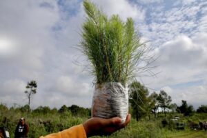 Michoacán se sumará a la Jornada Nacional de Reforestación con 13 millones de árboles