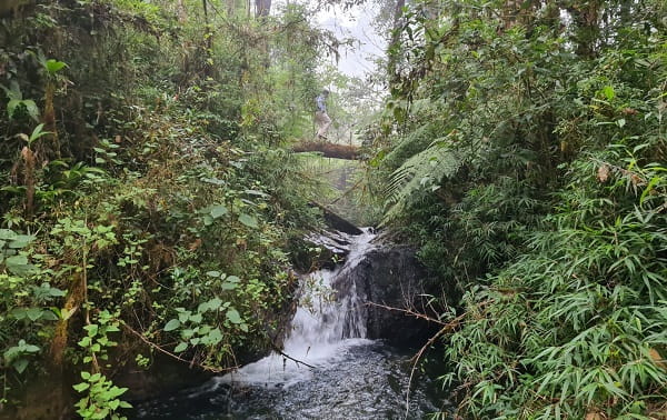 México establece acuerdo nacional para proteger bosques, selvas y manglares
