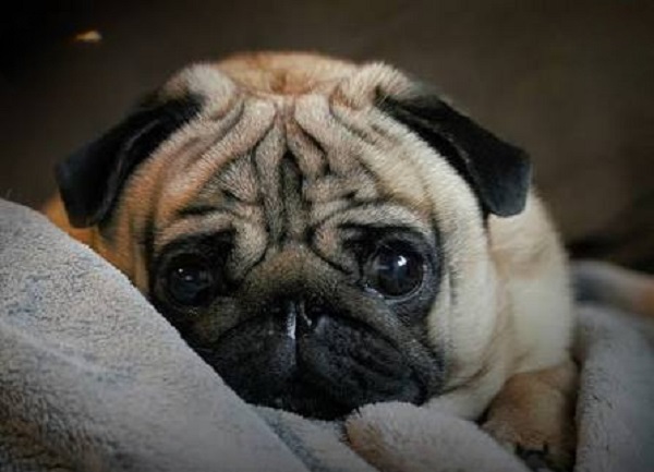 Día Internacional del Pug: por qué se celebra el 15 de octubre y qué cuidados necesita esta raza
